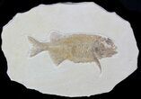 Phareodus Fossil Fish - Beautiful Specimen #62846-1